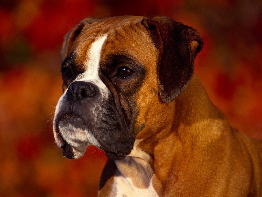 _Georgi_ Boxer